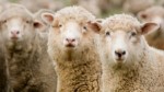 10 Facts about Cloning Animals