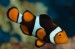 10 Facts about Clownfish