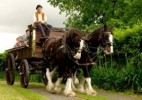 10 Facts about Clydesdales