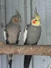 10 Facts about Cockatiels