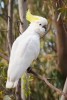 10 Facts about Cockatoos