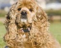 10 Facts about Cocker Spaniels