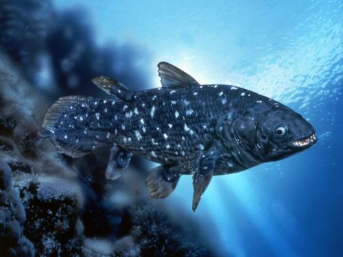 Coelacanth Facts
