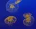 10 Facts about Coelenterates