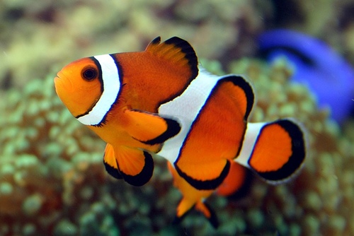 Facts about Clownfish