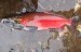 10 Facts about Coho Salmon