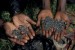 10 Facts about Coltan