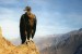 10 Facts about Condors