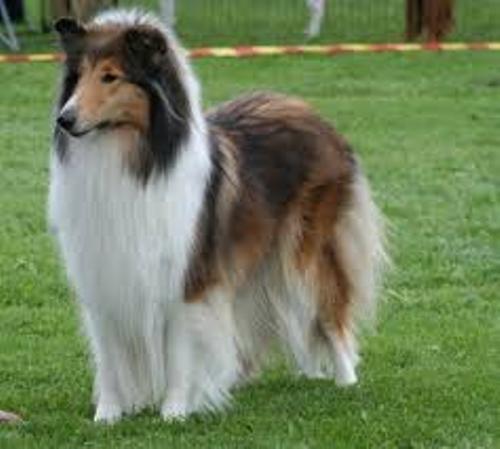 facts about Collies