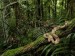 10 Facts about Congo Rainforest