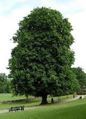 Conker Tree Pictures