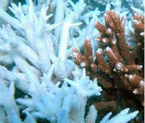 Coral Bleaching Pictures