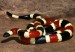 10 Facts about Coral Snakes