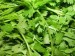 10 Facts about Coriander