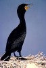10 Facts about Cormorants