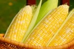 10 Facts about Corn