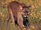 10 Facts about Cougars
