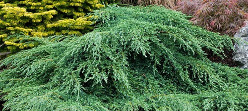 Facts about Coniferous Trees