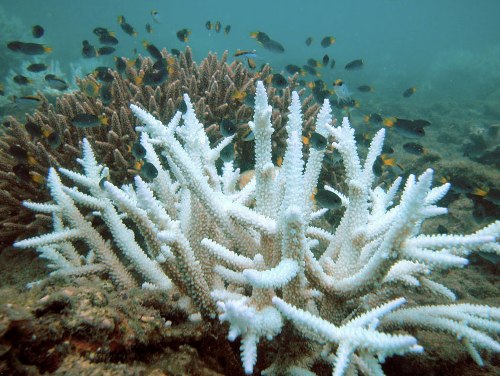 Facts about Coral Bleaching