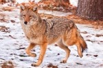 10 Facts about Coyotes