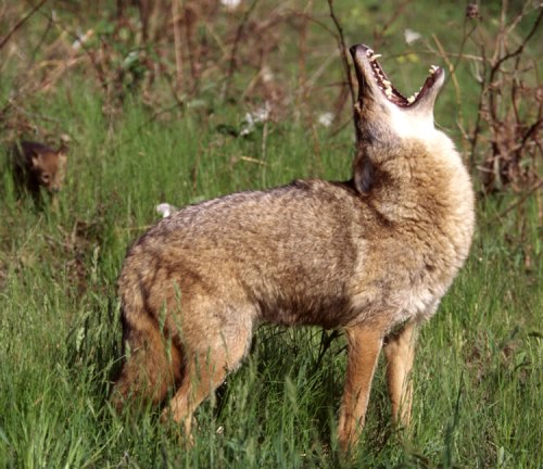 Coyotes Pic