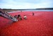 10 Facts about Cranberries
