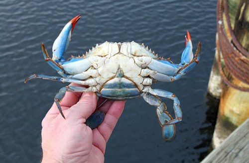Facts about Blue Crabs