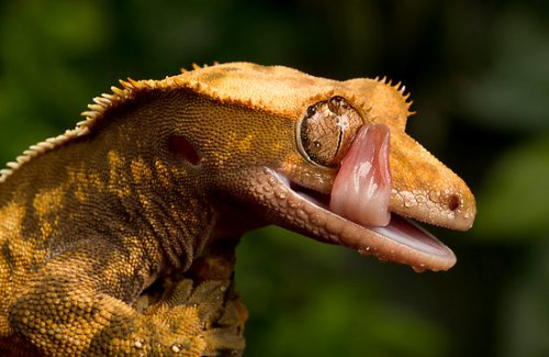 Facts about Crested Geckos