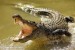 10 Facts about Crocodiles