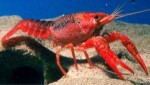 10 Facts about Crustaceans