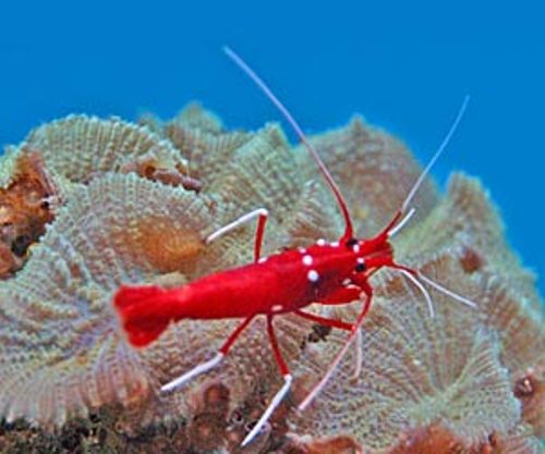 Crustacean Pictures