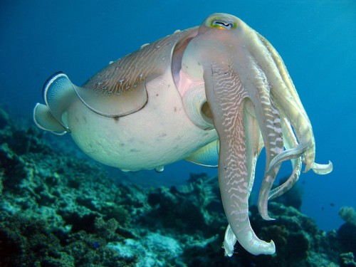 Cuttlefish Pic