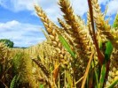 10 Facts about Crops