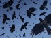 10 Facts about Crows