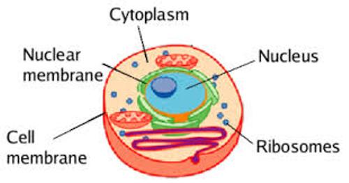 Cytoplasm Facts