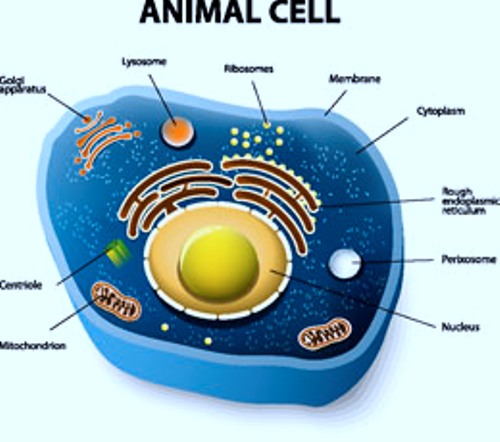 Cytoplasm Pictures