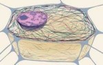 10 Facts about Cytoskeleton