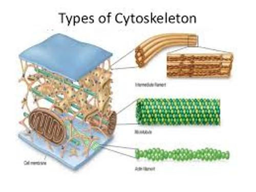 Cytoskeleton Types