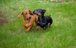 10 Facts about Dachshunds