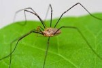10 Facts about Daddy Long Legs