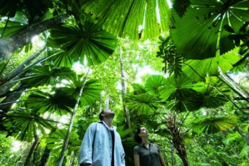 Daintree Rainforest Pictures