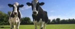 10 Facts about Dairy Cows