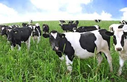 Dairy Cows Pic