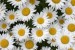 10 Facts about Daisies