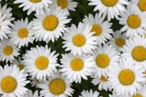 10 Facts about Daisies - Fact File