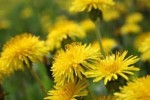 10 Facts about Dandelions