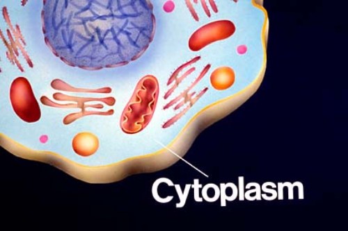 Facts about Cytoplasm