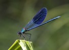 10 Facts about Damselflies