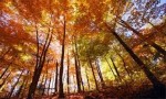 10 Facts about Deciduous Forest