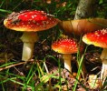 10 Facts about Decomposers